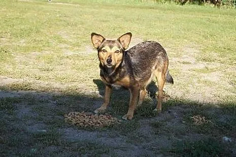 Myszka mala suczka brutalnie wyrzucona na drodze a