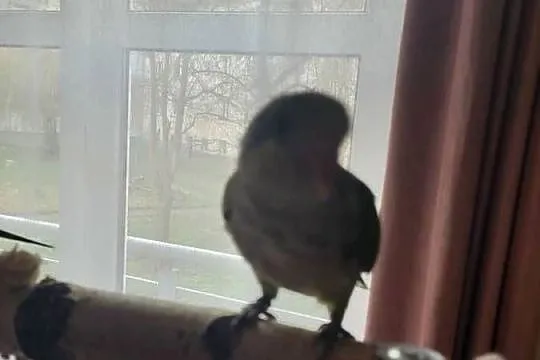 Mnicha nizinna ręcznie karmiona samiczka z DNA., Dolnośląskie, Jelenia Góra