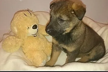KOMU?! KOMU?! MAŁA Bearka CHCE DO DOMU !!!,  mazow