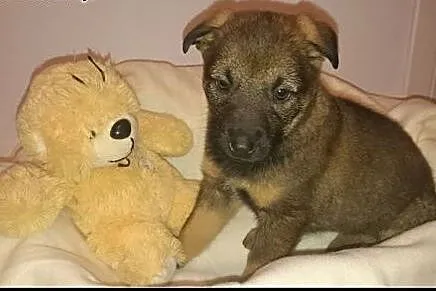KOMU?! KOMU?! MAŁA Bearka CHCE DO DOMU !!!,  mazow