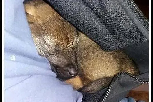 KOMU?! KOMU?! MAŁA Bearka CHCE DO DOMU !!!,  mazow
