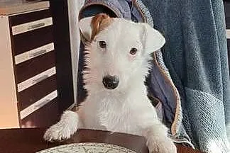 Jack Russell terrier, Mazowieckie, Siedlce