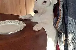 Jack Russell terrier, Mazowieckie, Siedlce