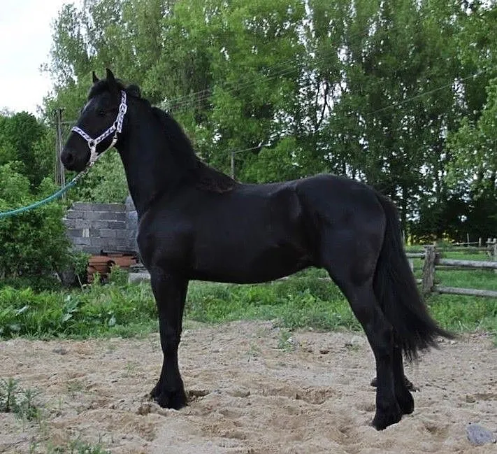 Sprzedam klacz, , Hejdyk