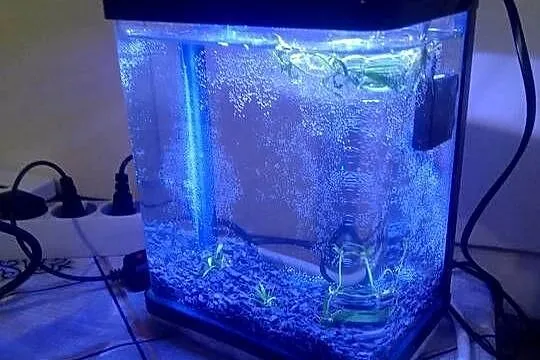 Sprzedam nano akwarium 3L z pokrywą oświetleniem LED mała pompka cicha., Dolnośląskie, Lubin