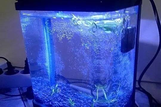 Sprzedam nano akwarium 3L z pokrywą oświetleniem LED mała pompka cicha., Dolnośląskie, Lubin