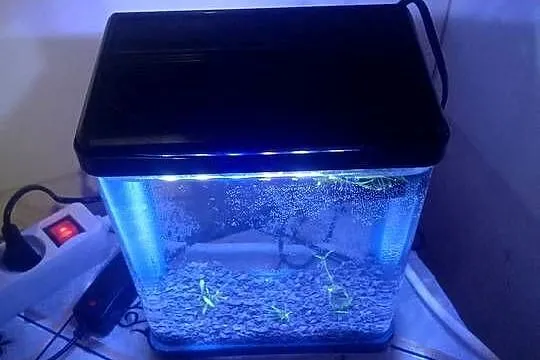 Sprzedam nano akwarium 3L z pokrywą oświetleniem LED mała pompka cicha., Dolnośląskie, Lubin