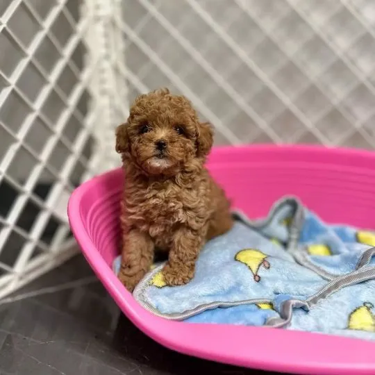 Przepiękne szczenięta pudla toy. Mam przepiękne szczenięta pudla toy, , Silec