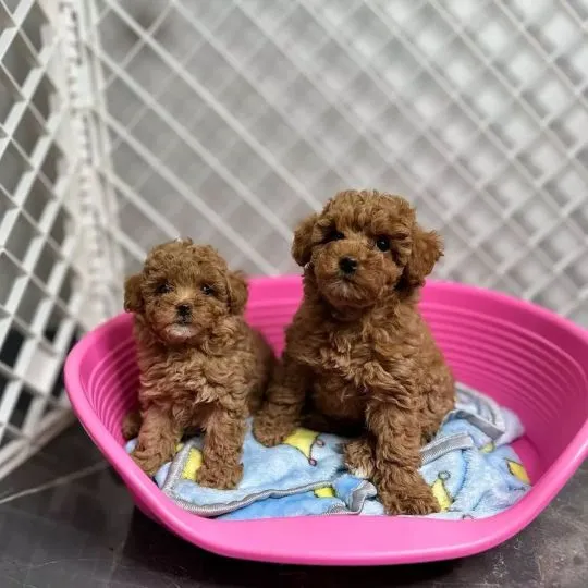 Przepiękne szczenięta pudla toy. Mam przepiękne szczenięta pudla toy