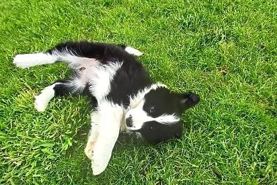 Border Collie FCI suczka do dogoterapii