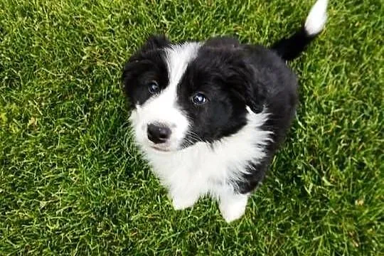 Border Collie FCI suczka do dogoterapii, Podkarpackie, Dębica