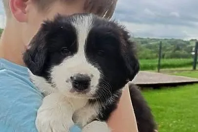 Border Collie FCI suczka do dogoterapii, Podkarpackie, Dębica