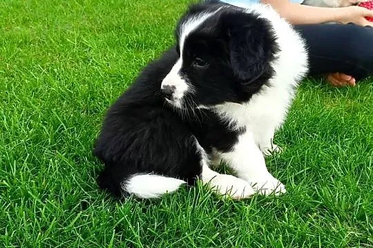 Border Collie FCI suczka do dogoterapii, Podkarpackie, Dębica