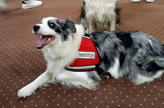 Border Collie FCI suczka do dogoterapii, Podkarpackie, Dębica