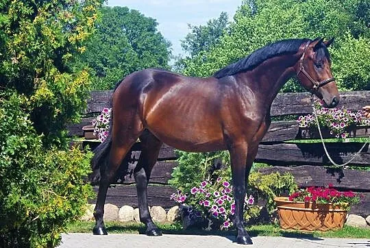Ogier po Kaiser Karl, , 