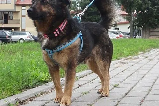ALEKSANDER mały psiak szuka kochającego domu ,  Ku