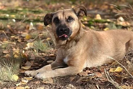 Pokochaj i przygarnij Flesza ze schroniska,  śląsk