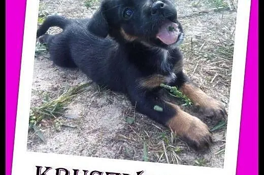 8 tygodniowa ,maleńka sunia szuka dobrego domu. ADOPCJA !,  małopolskie Kraków