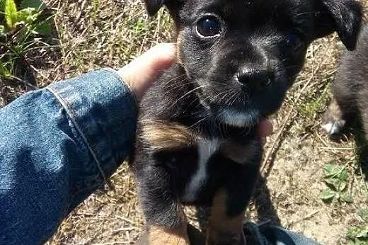 8 tygodniowa ,maleńka sunia szuka dobrego domu. AD