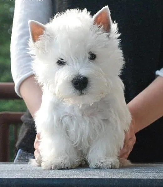 West Highland White Terrier - śliczny PIESEK po Ch
