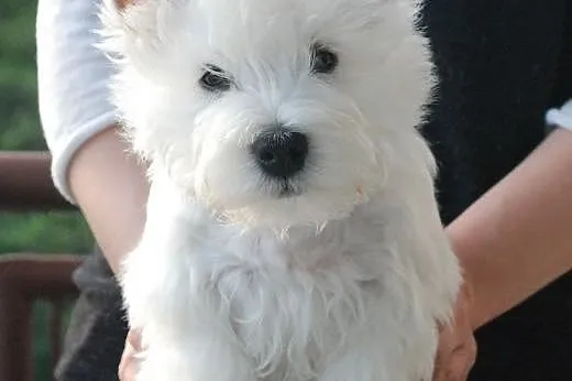 West Highland White Terrier - śliczny PIESEK po Ch