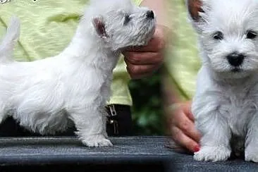 West Highland White Terrier - śliczny PIESEK po Ch