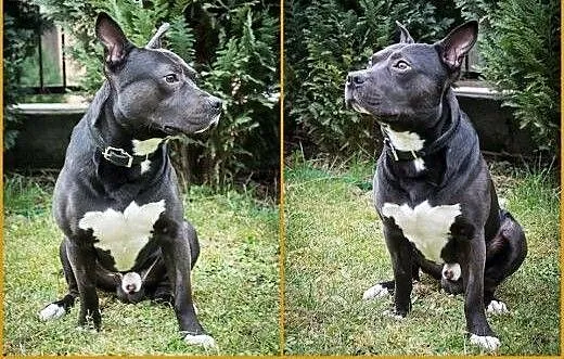Miki- cudowny mix amstaff, czeka na Twoja milosc,