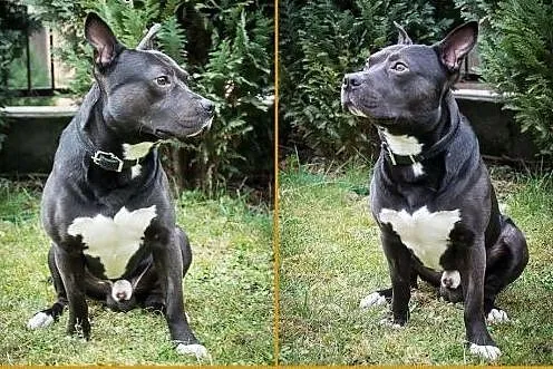 Miki- cudowny mix amstaff, czeka na Twoja milosc, mazowieckie Warszawa