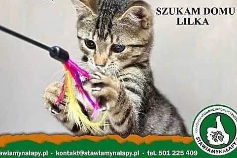 Lilka z działek. Fundacja Stawiamy Na Łapy,  małop