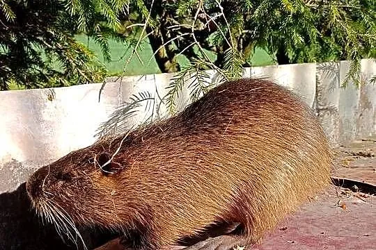 Sprzedam nutrie, Podlaskie, Poniatowicze