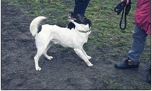 TERRY pies na medal do adopcji!, łódzkie Tomaszów