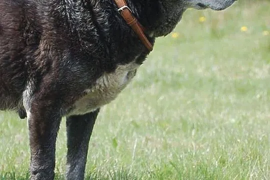 Daj serce, adoptuj Gajeczkę