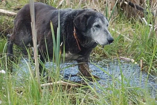 Daj serce, adoptuj Gajeczkę