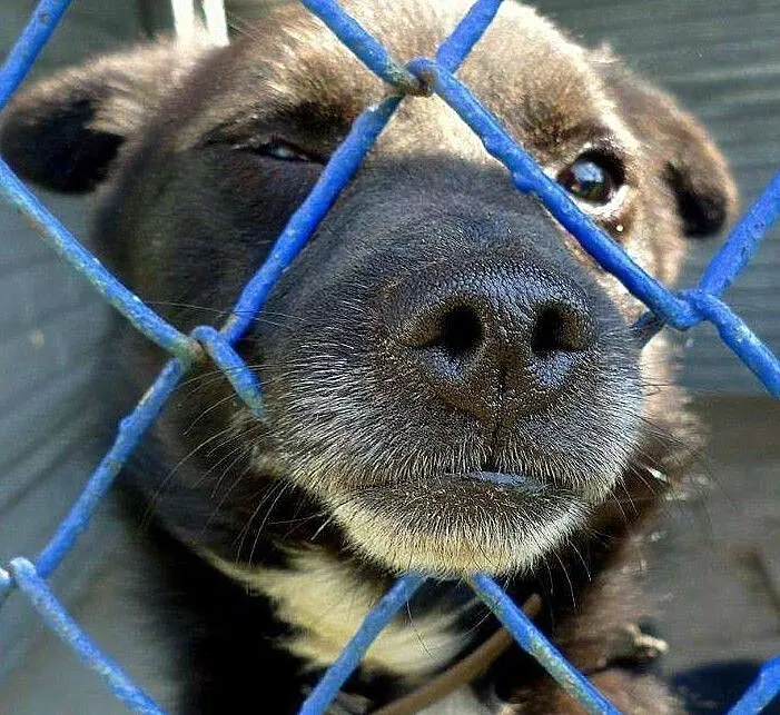 Mały Zgryzio - najmniejszy psiak w schronisku marznie! Adoptuj, uratuj!, , Wrocław
