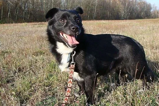 Mały Zgryzio - najmniejszy psiak w schronisku marznie! Adoptuj, uratuj!, , Wrocław