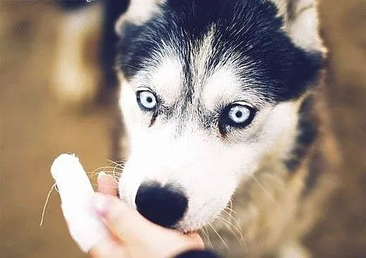 DIUNA- radosna i sympatyczna suczka husky do adopc