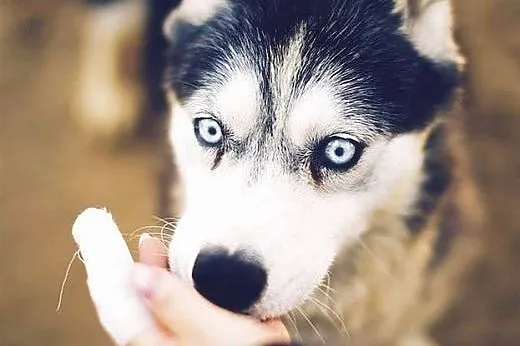 DIUNA- radosna i sympatyczna suczka husky do adopc