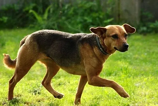Spokojna, młoda Suzi, drobna suczka szuka domu!