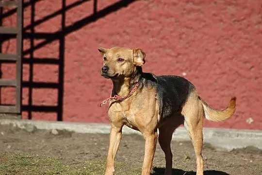 Spokojna, młoda Suzi, drobna suczka szuka domu!