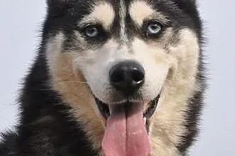 HEBE- młoda i przyjazna suczka husky do adopcji,  małopolskie Kraków
