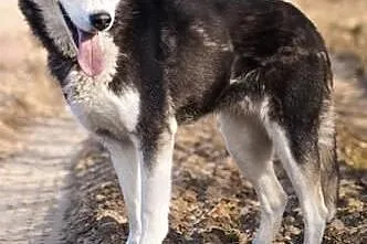 HEBE- młoda i przyjazna suczka husky do adopcji,  