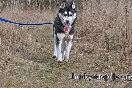 HEBE- młoda i przyjazna suczka husky do adopcji,  