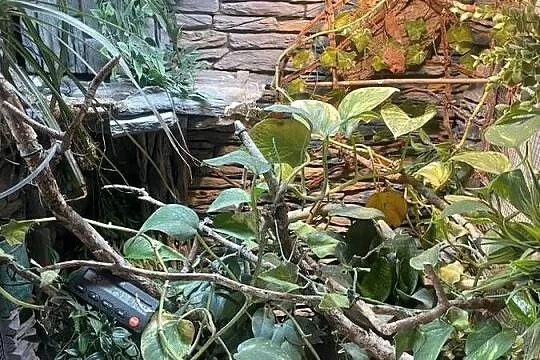 Terrarium kameleon/gekon/felsuma, Podkarpackie, Przemyśl