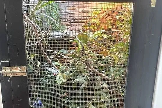 Terrarium kameleon/gekon/felsuma, Podkarpackie, Przemyśl