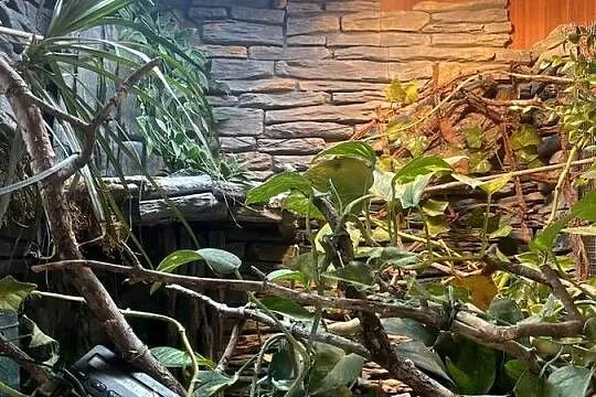 Terrarium kameleon/gekon/felsuma, Podkarpackie, Przemyśl