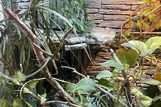 Terrarium kameleon/gekon/felsuma, Podkarpackie, Przemyśl