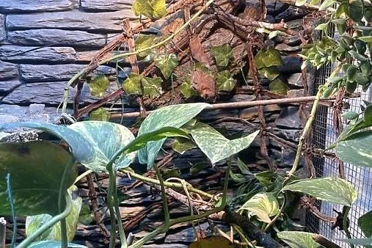 Terrarium kameleon/gekon/felsuma, Podkarpackie, Przemyśl