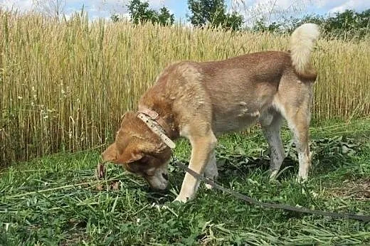 Adoptuj Heroska a pokocha Cię bezgranicznie całym 