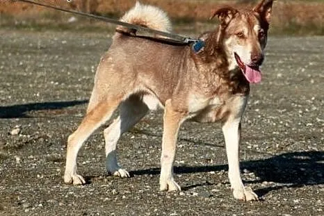 Adoptuj Heroska a pokocha Cię bezgranicznie całym 