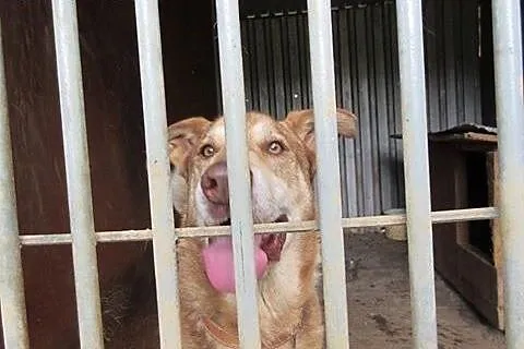 Adoptuj Heroska a pokocha Cię bezgranicznie całym 